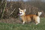 CORGI PEMBROKE 858
